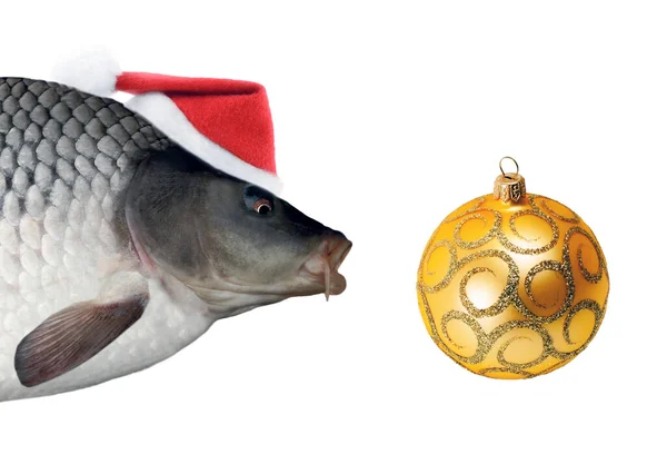 Christmas Ball Common Carp Czech Xmas Fish Santa Claus Hat — Stock Photo, Image