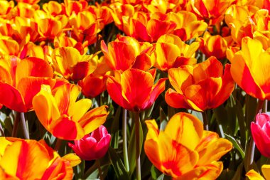 Lale çiçeği sarısı, koyu kırmızı parıltılı. Lale Darwin Hibrit Oxford Elit.