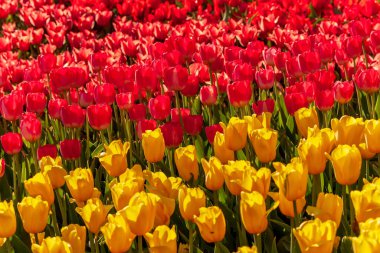 Hollanda Bahçesi 'nde büyüyen laleler. Satılık lale yetiştirme lale soğanları.