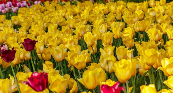 Tulpangula Lökar Nederländska Blommor Parad Blommig Banner Tulpaner Gård Fält — Stockfoto