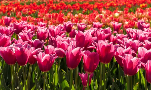 Tulipani Primavera Fioritura Bellezza Tulipano Campo Fiorente Sfondo Della Natura — Foto Stock