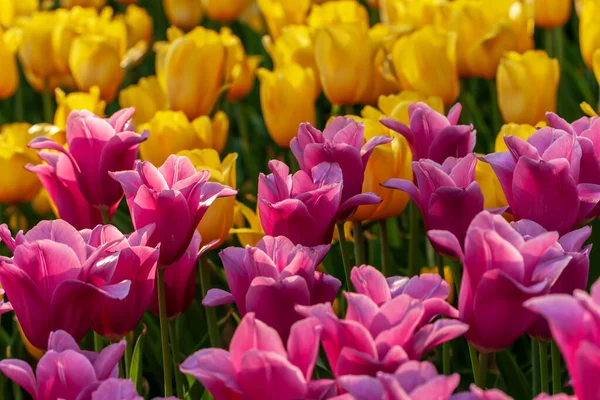 Nederlandse Bloemen Tulpen Gemengde Kleuren — Stockfoto