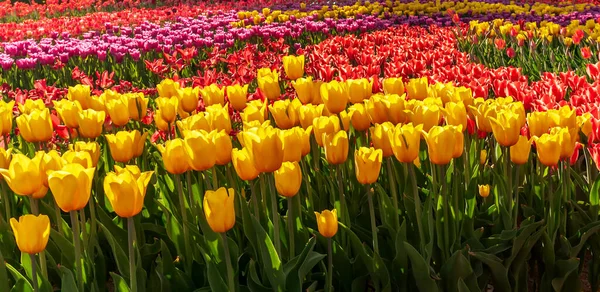 Zahrada Žluté Úžasné Květy Tulipány — Stock fotografie