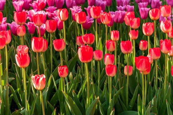 Triumph Tulips Candy Cane Mix tulip garden flower. Floral banner tulips farm field spring flowers. — Stock Image Triumph Tulips Candy Cane Mix Tulip Garden Flower Floral Banner Royalty Free Stock Photos