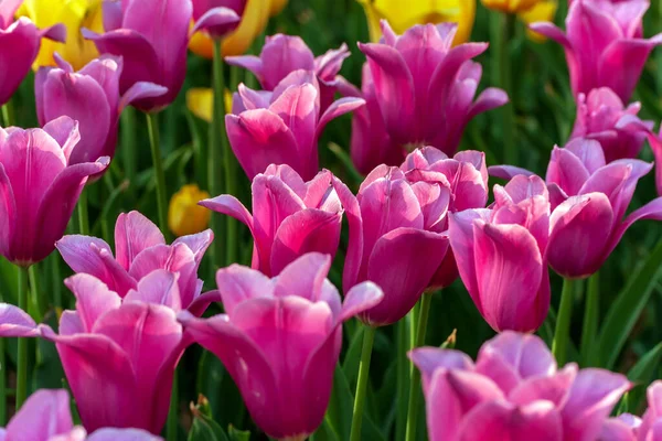 Tulp Seizoen Kleurrijke Bloemen Mooie Terrasvelden Tulpen Koop Plantentulpenbollen — Stockfoto