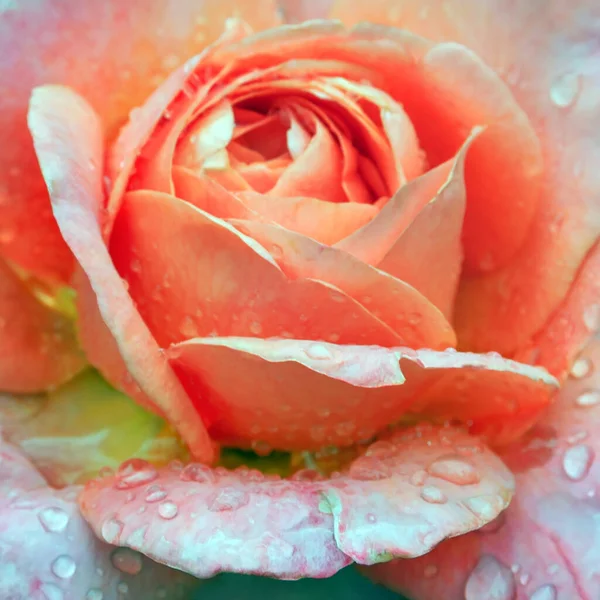 Pink Fresh Flowers Roses Blossom Morning Dew Drops Transparent Rain — Stock Photo, Image