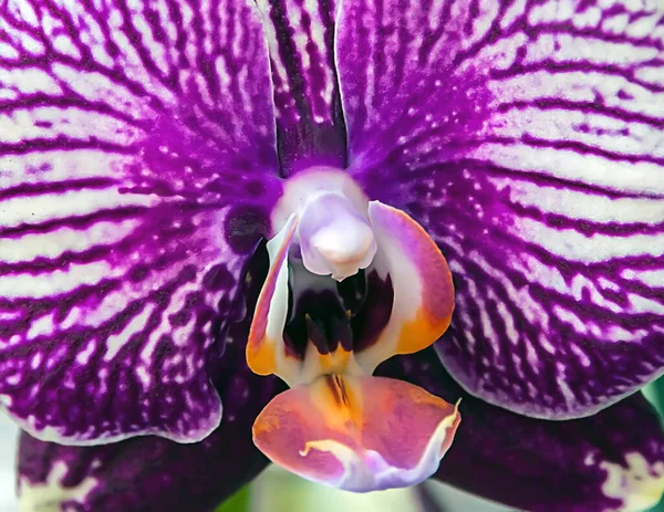 Πορφυρή Ανθοφορία Φυτό Όμορφο Πέταλο Πολύχρωμη Ορχιδέα Εξωτική Φαλαινόψις Λουλούδια — Φωτογραφία Αρχείου