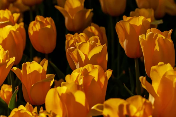 Tulipan Żółte Żarówki Holenderskie Kwiaty Parada Festiwal Tulipanów Tle Natury — Zdjęcie stockowe