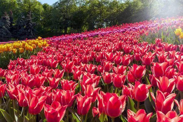 Lale Soğanları Tulipa Bahar Çiçekleri Bahçesi Hollands Lale Baharı Manzara — Stok fotoğraf