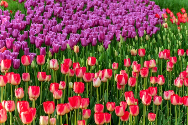 Triumph Tulips Candy Cane Mix tulip garden flower. Purple Color flower Tulip. — Stock Image Triumph Tulips Candy Cane Mix Tulip Garden Flower Purple Color Royalty Free Stock Images