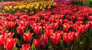 Lale soğanları (Tulipa) Bahar çiçekleri bahçesi