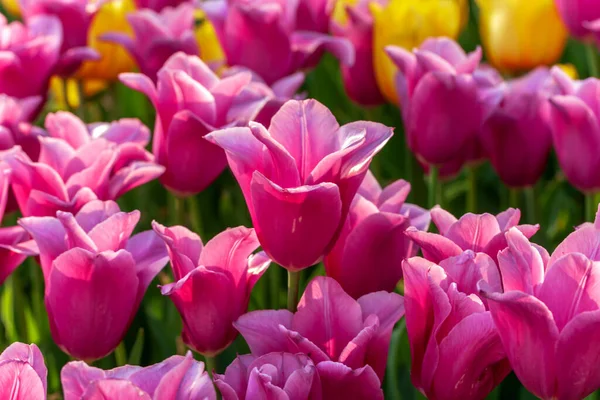 Tulp Seizoen Kleurrijke Bloemen Mooie Terrasvelden Tulp Schoonheid Van Bloeiende — Stockfoto