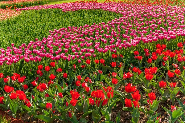 Piękny Kwiat Pączek Tulipan Łące — Zdjęcie stockowe