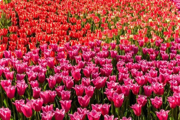 Tulpaner Våren Blommar Nederländska Blommor Parad Våren Blommig Bakgrund Skönhet — Stockfoto