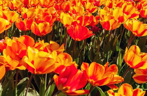 Tulpaner Blomma Färg Gul Med Blixt Djupt Rött Tulip Darwin — Stockfoto