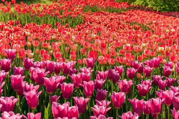 Tulipa Bulbos Tulipas Primavera Bulbosa Jardim Florido — Fotografia de Stock