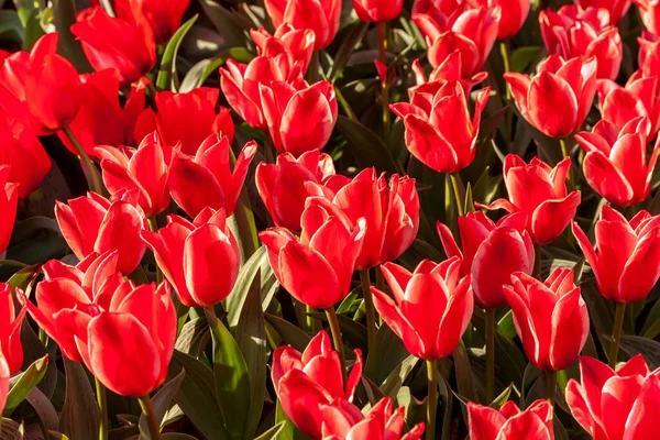 Växande Tulpaner Blommor Dutch Garden Röda Tulpaner Blomma Växt — Stockfoto