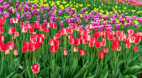 Triumph Tulips Candy Cane Mix tulip garden flower. — Stock Image Triumph Tulips Candy Cane Mix Tulip Garden Flower Stock Image