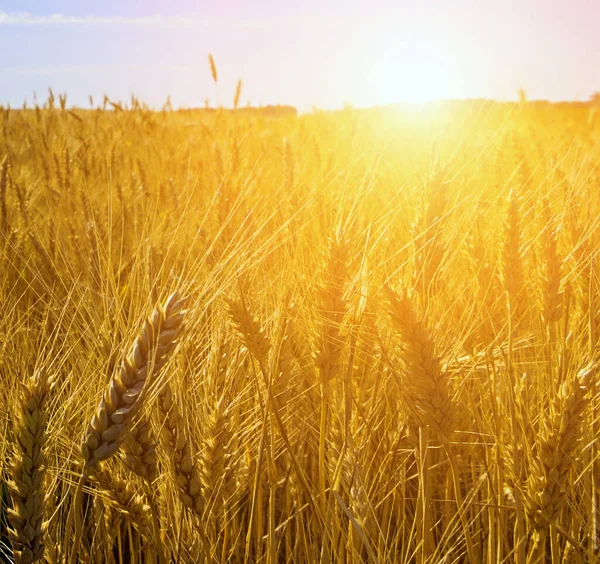 풍경의 황금빛 보리밭은 자연을 Wheat Ears Crop Field Sunset Sunlight — 스톡 사진