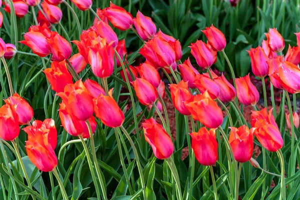 Triumph Tulips Candy Cane Mix tulip garden flower. Tulip beauty of blooming field. Nature Background. — Stock Image Triumph Tulips Candy Cane Mix Tulip Garden Flower Tulip Beauty Stock Picture
