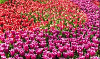 Lale soğanı seçimi çiçek açan güller kırmızıdır, menekşeler çeşitli renklerdedir. Satılık lale yetiştirmek lale soğanları. Mor Renk Çiçeği Lale.