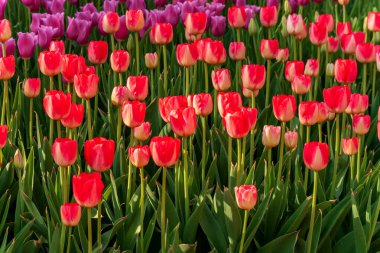 Zafer laleleri Şeker Çubuğu Lale Bahçesi Çiçeği. Bahar çiçekleri doğanın güzelliği.