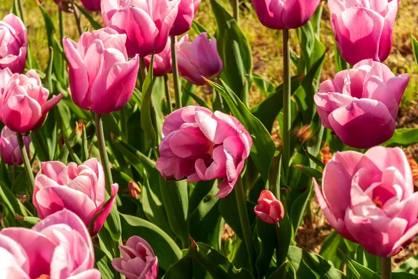 Tulpenbollen Tulipa Lente Bloeiende Tuin Tulpen Schoonheid Van Bloeiende Veld — Stockfoto