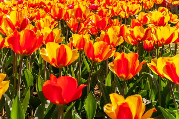 Τουλίπες Λουλούδι Χρώμα Φωτίζει Κίτρινο Λάμψη Του Βαθύ Κόκκινο Tulip — Φωτογραφία Αρχείου
