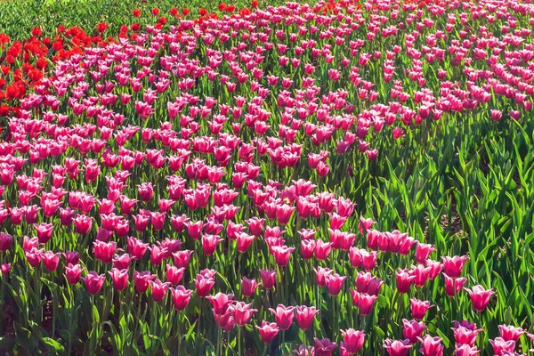 Purple Color Flower Tulip Beautiful Flower Bud Tulip Meadow Growing — Stock Photo, Image