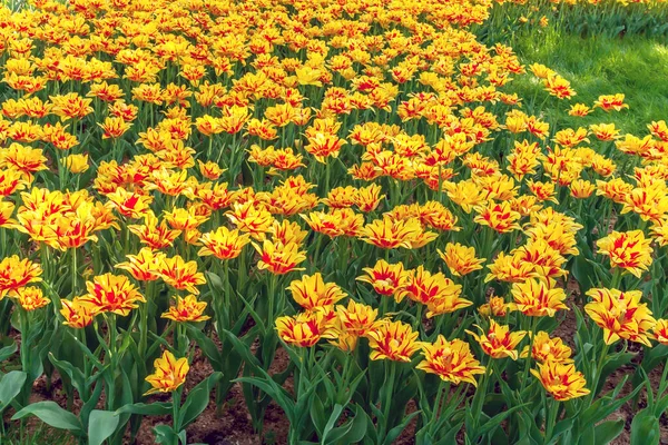 Tulpansäsongen Belyser Gula Blommor Vackra Terrassfält Hollands Tulpan Våren Landskap — Stockfoto