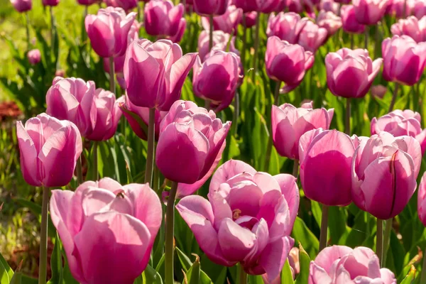 Tulpenbollen Tulipa Voorjaarstuin — Stockfoto