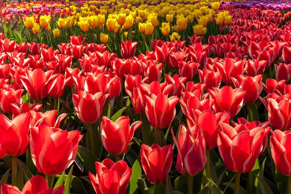 Tulipany Kwitnące Wiosną Tulipan — Zdjęcie stockowe