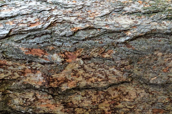 Pozadí Textury Starý Kortex Borovice Abstraktní Hnědá Kůže Vintage Dřevo — Stock fotografie