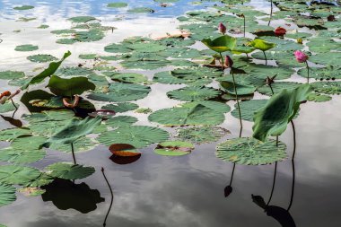 Japon göletinde su zambağı (nuphar lutea)