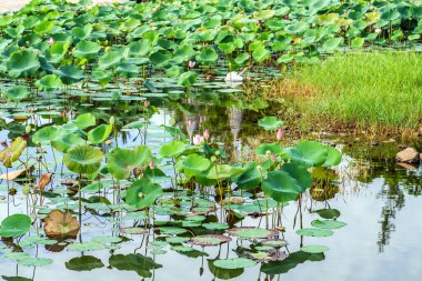 Yeşil yapraklar sulu ya da nilüfer yansıması gölette.