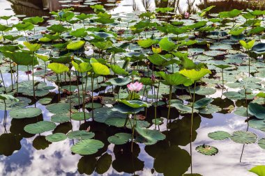 Pembe nilüfer veya nilüfer çiçeği gölet bahçesinde