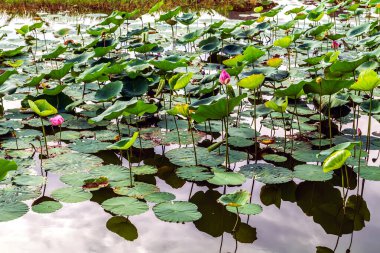 Nilüfer çiçeği panoramik gölet arka planı
