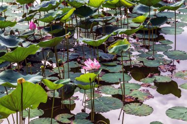 Bahçe havuzunda su gibi