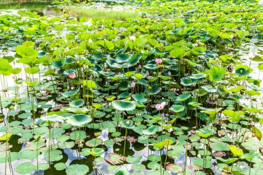 Yeşil yapraklar sulu ya da nilüfer yansıması gölette.