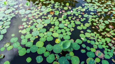 Nilüfer çiçeği panoramik gölet arka planı
