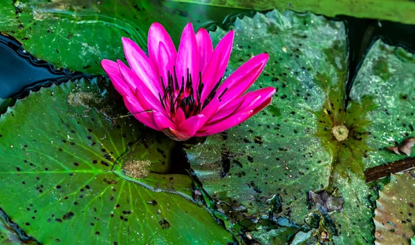 Waterlily Beautiful Pink Lotus Flower Pond — Stock Photo, Image