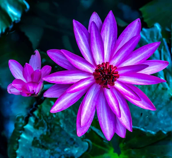Lotus Fleur Nénuphar Feuillage Vert Sur Étang Reflète Dans Eau — Photo