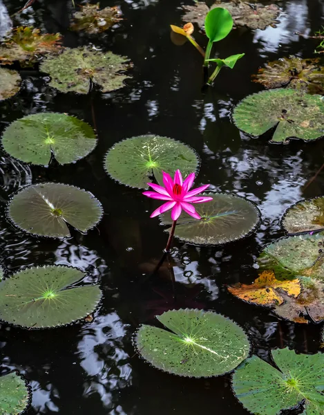 日本池塘上的睡莲 — 图库照片