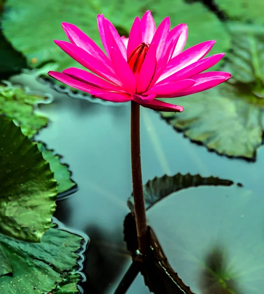 Lotus Leaf Flower Waterlily Floral — Stock Photo, Image