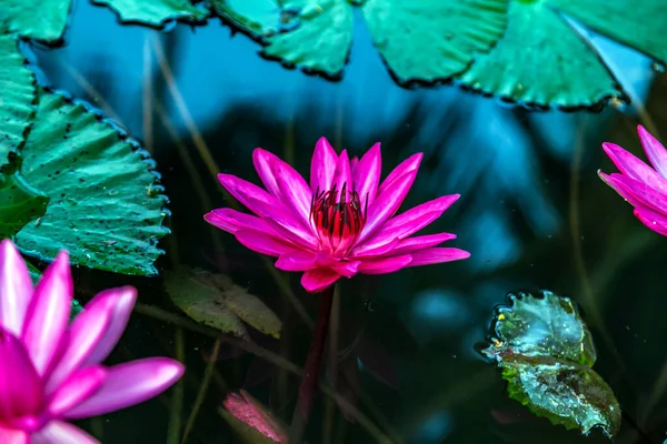 Vannliljens Vakre Rosa Lotusblomst Dammen – stockfoto