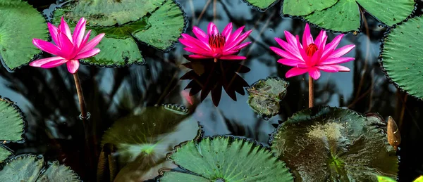 Fleur Lotus Fond Étang Panoramique — Photo
