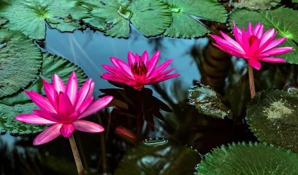 Fleur Lotus Fond Étang Panoramique — Photo