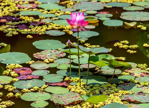 池塘花园中的粉红水莲或荷花 — 图库照片