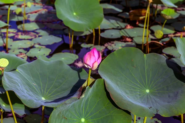 荷叶水百合花 — 图库照片