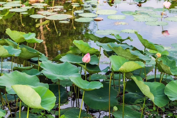 Bahçe havuzunda su gibi